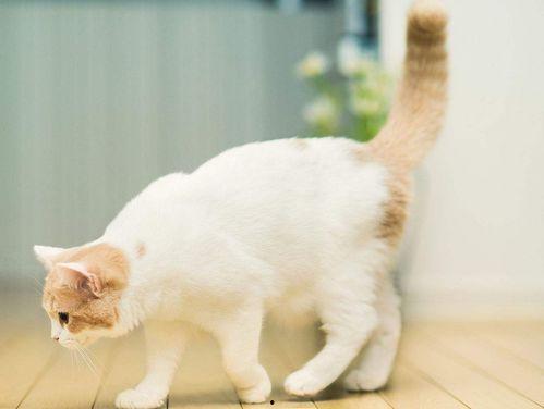 娱乐吃瓜君猫带体检,揭秘明星宠物健康生活